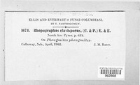 Rhopographus clavisporus image